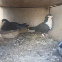 کفتر جفتگاه کرواتی|پرنده|سبزوار, پاسداران|دیوار