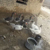 ۷عددغازمحلی بفروش میرسد یجایک ملیون دونه ای