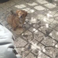 سگ های زیبا نر و ماده|سگ|مشهد, الهیه|دیوار