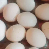 تخم مرغ محلی