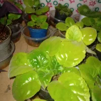 گل وگیاه|گل و گیاه طبیعی|صحنه, |دیوار