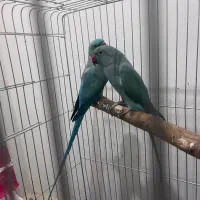 جفت طوطی ملنگو آبی مولد