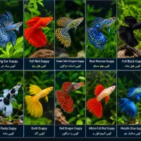 انواع نژاد گوپی بصورت عمده و خرده