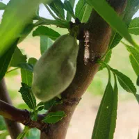 فروش باغ فنس شده قره بلاغ|فروش زمین و ملک کلنگی|میانه, |دیوار