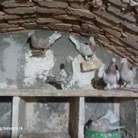 کبوتر|پرنده|کنگاور, |دیوار