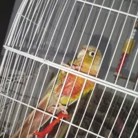 فروش جفت گرینچیک کانور نر و ماده