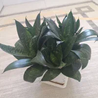 گل طبیعی|گل و گیاه طبیعی|سنندج, |دیوار