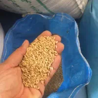 گندم سیروان درجه یک بوجاری شده موجود