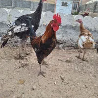 خروس کردی