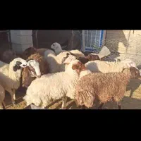 بره پای پروار