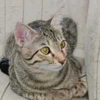 گربه ۴ ماهه