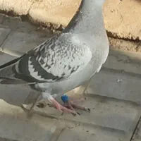 کبوتر زرهی مسافتی ارزنده