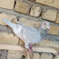 کبوتر الماسی خط سفید نر، خطی ونکی
