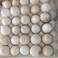 تخم نطفه دار بوقلمون