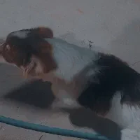 فروش سگ پاکوتاه