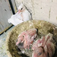 طوقی جوجه سه عدد