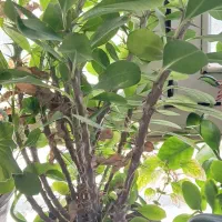 فروش گل و گلدان|گل و گیاه طبیعی|شاهرود, |دیوار