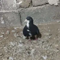 کفتر خوشرنگ|پرنده|اقبالیه, |دیوار