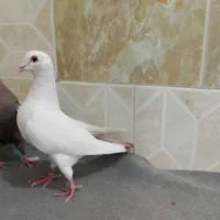 کبوتر