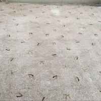 موکت ظریف مصور