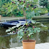 شابلون شمشیری قیسی هلو کیوی سیب|خدمات باغبانی و درختکاری|بیرجند, |دیوار