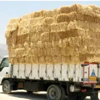 کاه گندم سوفال گندم کلش