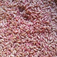 ۵۰ کیلو گندم بذری مادری ریژاو