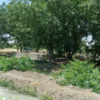 فروش-باغ-انگوری-و-درختان-میوه-و-گردو