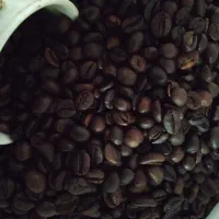 قهوه روبوستا