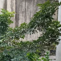 درختچه شفلرا|گل و گیاه طبیعی|رشت, پیرکلاچای|دیوار
