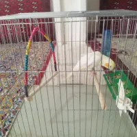 فروش عروس هلندی بازیگوش با قفس و لوازم