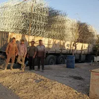 حفاظ شاخ گوزنی