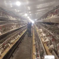 فروش مرغ داری تخم گذار بهترین نقطه البرز|فروش دفتر صنعتی، کشاورزی، تجاری|اشتهارد, |دیوار