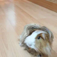 خوکچه هندی فشن مو بلند سنجابی قهوه ای|موش و خرگوش|اهواز, کیان اباد|دیوار