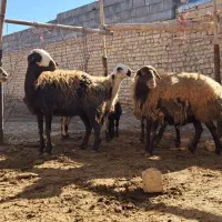 شیشک درجه یک