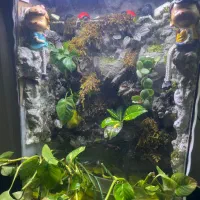 آکواریوم|ماهی|تهران, آهنگ|دیوار