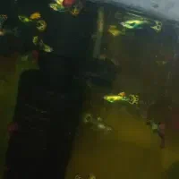 اکواریوم ماهی گوپی تزعینات حلزون