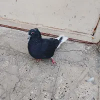زاغ دم سفید کبوتر|پرنده|قرچک, مهدیه|دیوار