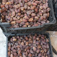 خرمای بریم