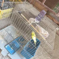 مرغ عشق|پرنده|جیرفت, |دیوار