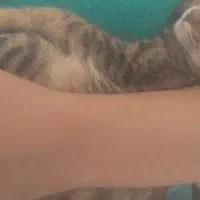 بچه گربه