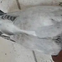 شامی|پرنده|خورموج, |دیوار