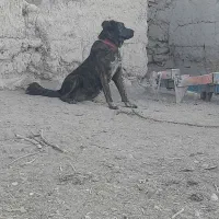 ماده خراسانی|سگ|حسن آباد, |دیوار