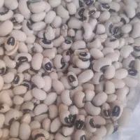 لوبیا چیتی ۳۳۰|خوردنی و آشامیدنی|پاکدشت, حصار امیر|دیوار