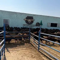 ۲۰۰ راس بره نر اافشار جفتی ۱۱۰ کیلو