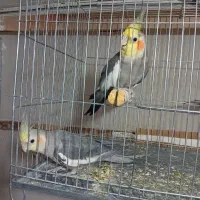 عروس هلندی
