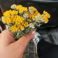 بومادران خشک تمیز شده  وشسته شده بدون هیچ الودکی