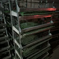 قفس بلدرچین وکبک