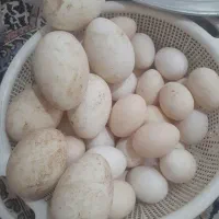 سوسنگرد|حیوانات مزرعه|سوسنگرد, |دیوار