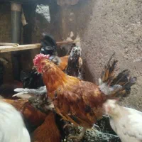 خروس بومی وگلین